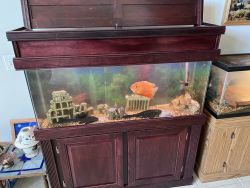 Fresh water fish tank