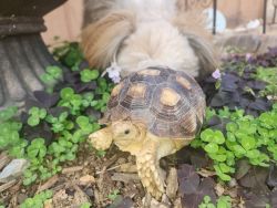 Looking to rehome my tortoise.