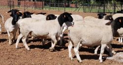 sheep available for sale