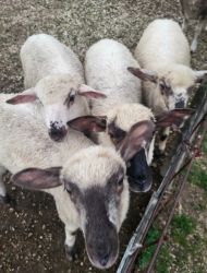 4 wether lambs