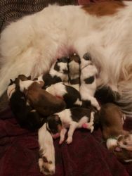AKC COLLIE PUPPIES (Like Lassie)