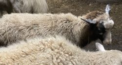Finn lambs for sale