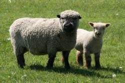 we have various breed of Sheeps for sale