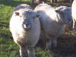 Pedigree Ryeland Ram Lambs For Sale