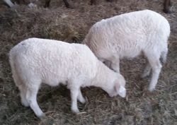 sheep katahdin ewe lambs and rams
