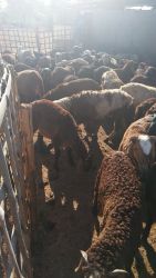 Male Sheep for Sale