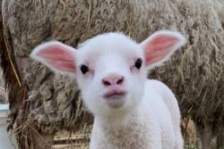 Registered Finn Lambs for sale!