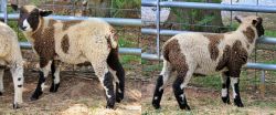 Mini Sheep for Sale!