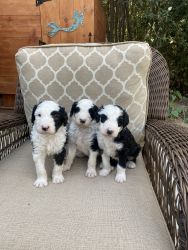 Sheepadoodles pups for sale