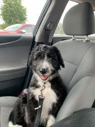 5 month old sheepadoodle puppy “Murphy”