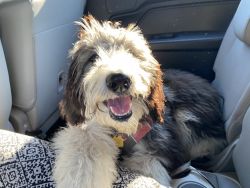 Selling sheepadoodle puppy