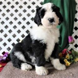 11-wk Sheepadoodle for sale