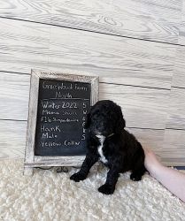 F1b STANDARD SHEEPADOODLE - AVAILABLE MARCH 7
