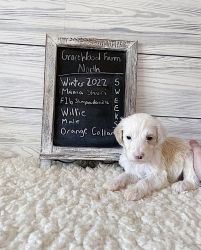RARE BLONDE F1B STANDARD SHEEPADOODLE - AVAILABLE MARCH 7