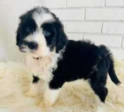Sheepadoodle Female - Available Today! (Grace Wood Farm)