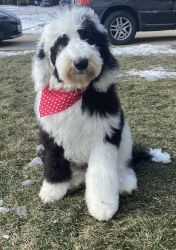 Sheepadoodle Stud services available