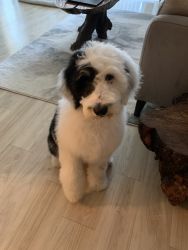 Sheepadoodle Puppy Female