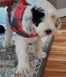 Sheepadoodle looking for rehoming