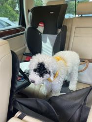 Beautiful petite sheepadoodle puppy for sale