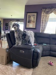 Sheepadoodle Puppy! Looking for a forever home