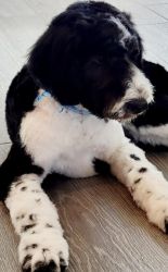 Sheepadoodle Puppy for sale