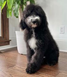 8 month female Sheepadoodle