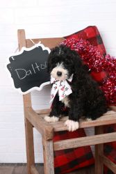 Sheepadoodle for sale EVERYTHING INCLUDED