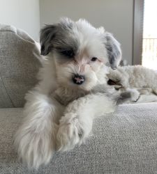 Adorable Sheepadoodle Puppy For Sale