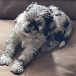 Gorgeous Sheepadoodle Puppy