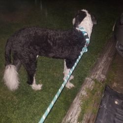 1 yr old sheepadoodle looking for a bigger/more space/big outdoors ome