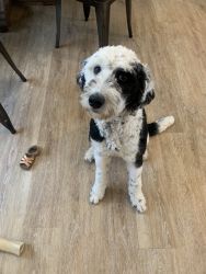 Sheepadoodle 9 month old