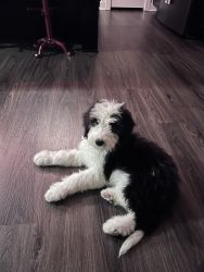 Sheepdoodle puppy for sale
