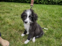Sheepadoodle Puppy - See Video