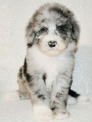 Blue Merle Sheepadoodle Puppies ready for Christmas!!!