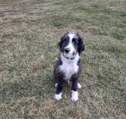 Sheepadoodle Puppy - 20 Week Old Male - House trained