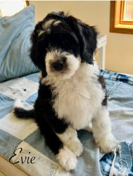 Sheepadoodle girl ready for her home