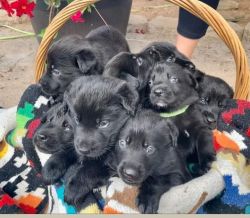 Shepard Labrador Puppies for sale.