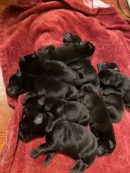 9 German labradors for sell in Maryland