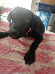 Black Labrador Puppy for Sale