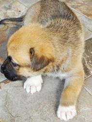 Male Sheprador puppies for sale