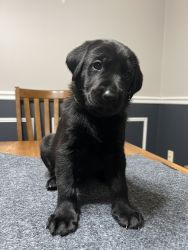 1/2 Shepard 1/2 Labrador for sale