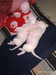 Puppies on sell
