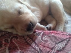 Female labrador puppies for sale