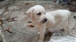 Pure labrador puppies to sell