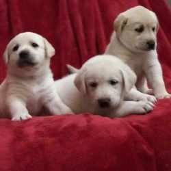 Puppies!! Labrador/Anatolian puppies free to really good home.
