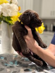 Brown Labrador Puppies FOR SALE in Ave Maria, Florida