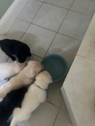 Lab/Shepherd Mix Puppies