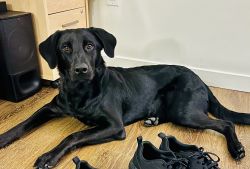 Black lab puppy needs new home