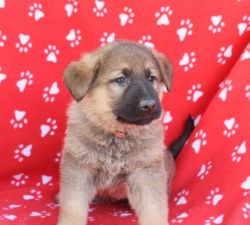 2 Month Old Male German Shepard For Sale