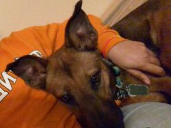 Mixed 2 year old, Shepard Labrador family dog